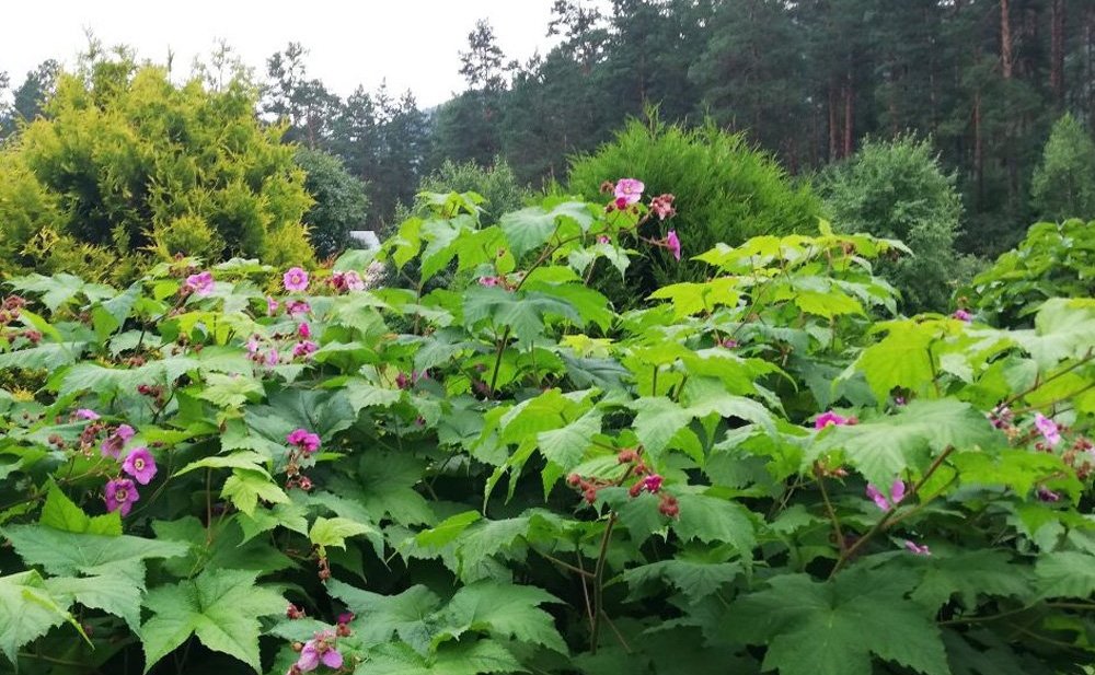 Татьяна Гигель в ходе рабочей командировки по региону побывала в республиканском ботаническом саду – филиале ЦСБС СО РАН