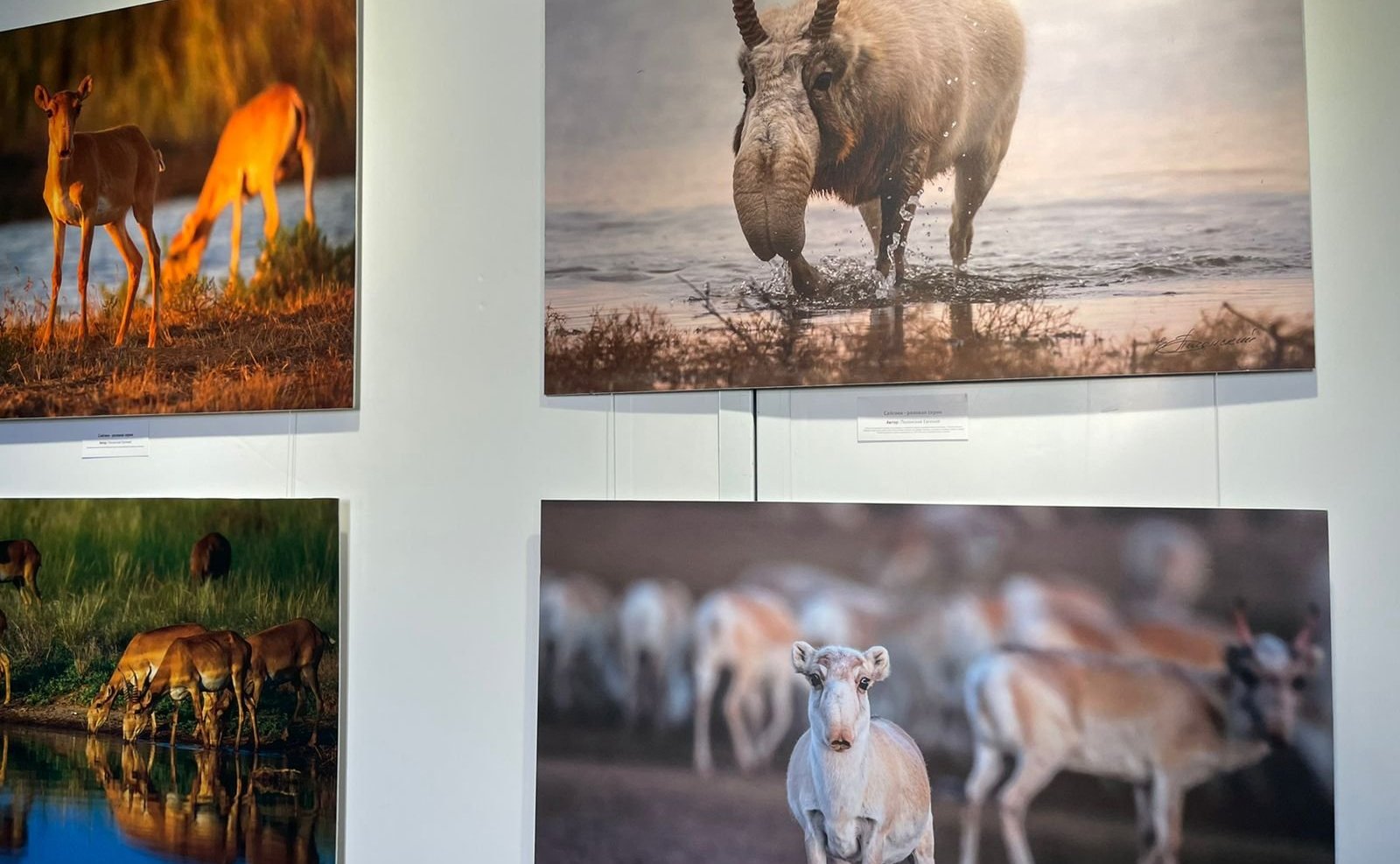Фотовыставка «Сохраним сайгака вместе»
