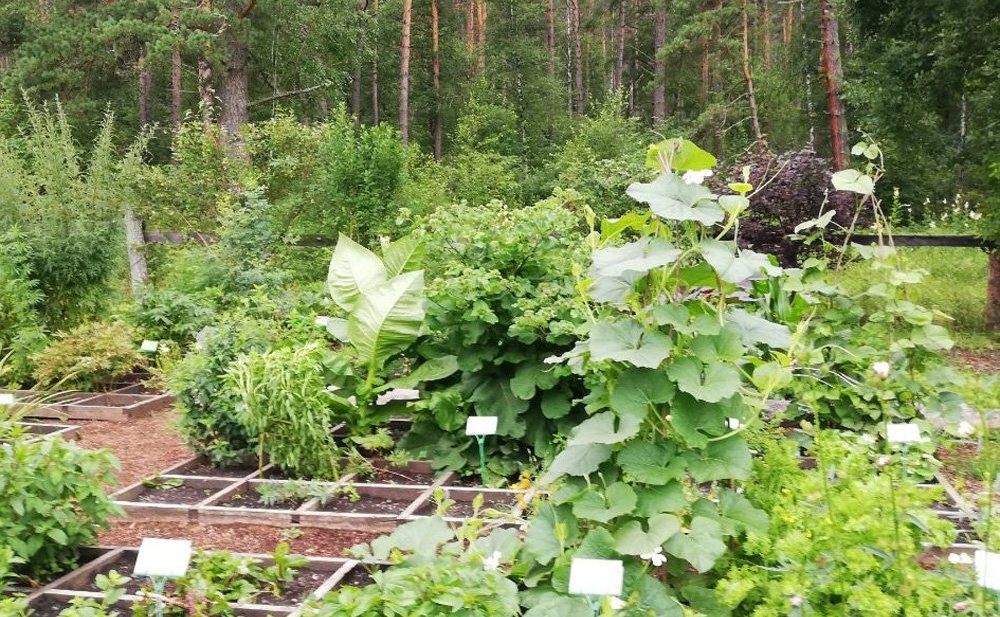 Татьяна Гигель в ходе рабочей командировки по региону побывала в республиканском ботаническом саду – филиале ЦСБС СО РАН