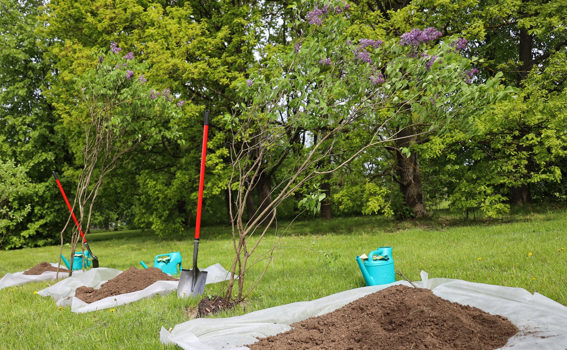 В Год защитника Отечества и 80-летия Победы в Великой Отечественной войне 1941–1945 годов сенаторы РФ и сотрудники Аппарата СФ провели акцию «Сад Памяти» — высадили 250 кустов сирени в музее-заповеднике «Горки Ленинские»