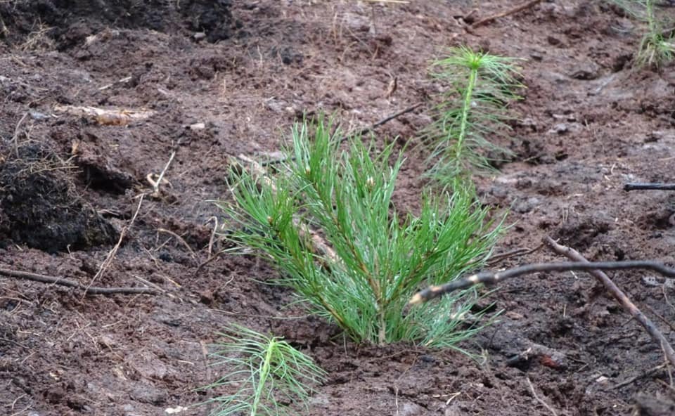 Андрей Чернышев принял участие во Всероссийской акции «Сохраним лес»