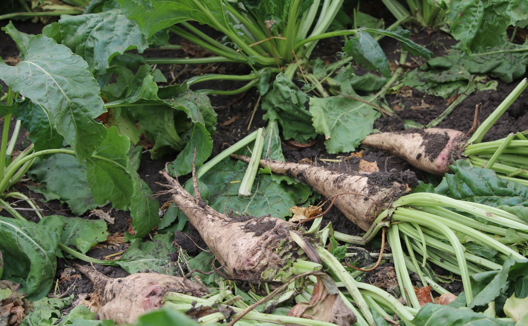 Традиционно проводимое в районах Краснодарского края мероприятие — «День поля»