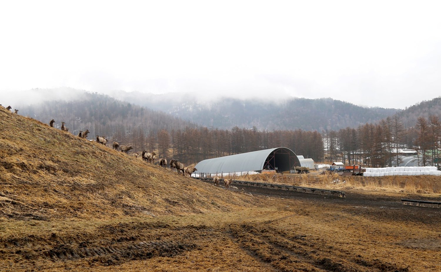 Татьяна Гигель в ходе рабочей командировки по региону побывала в мараловодческом хозяйстве ООО «Марал Толусома» Шебалинского района