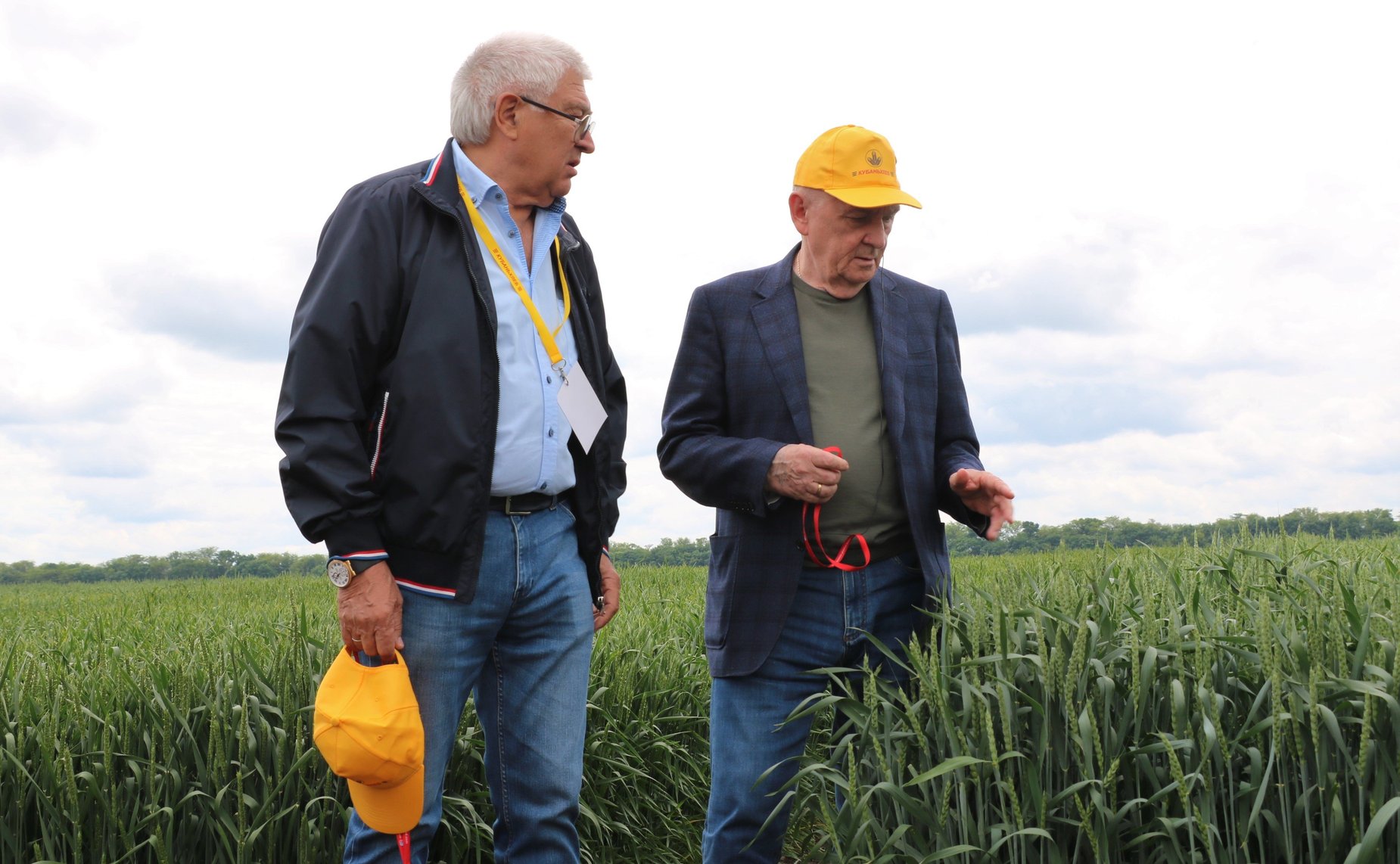 В районах Кубани проходят традиционные мероприятия – Дни поля