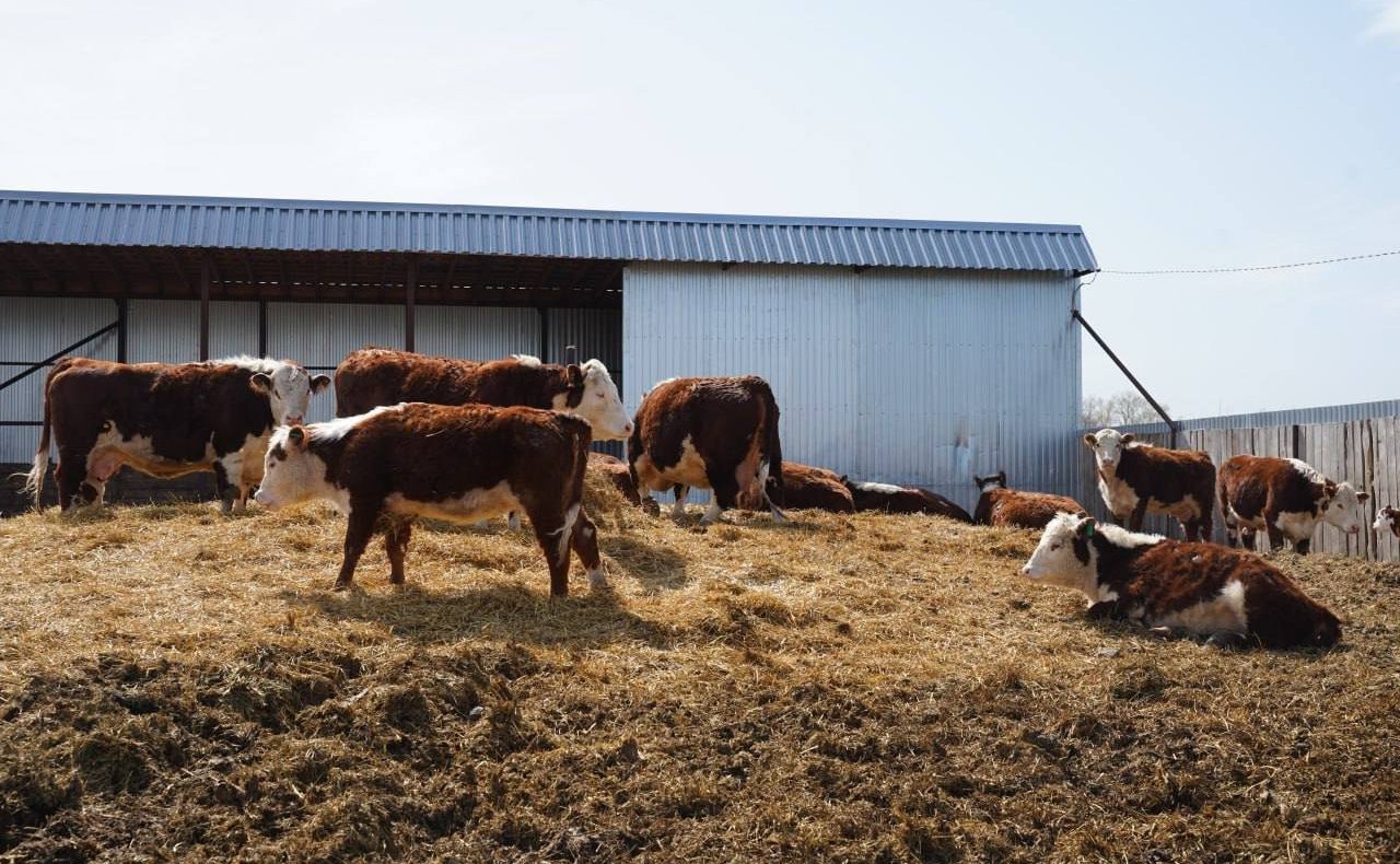 Айрат Гибатдинов принял участие в открытии посевного сезона в Ульяновской области