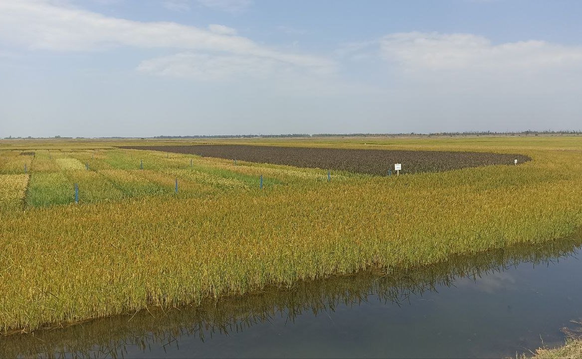 Алексей Кондратенко принял участие в мероприятиях, посвященных «Дню поля риса» на Кубани при организации Федерального научного центра Краснодарского края