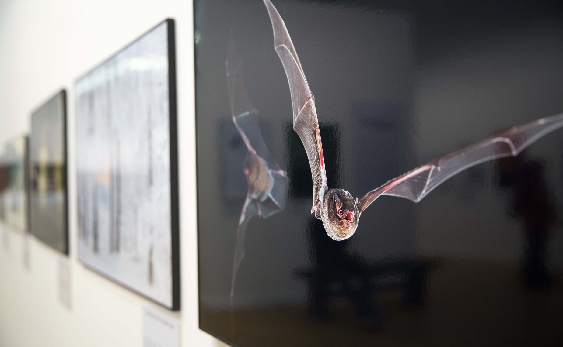 Экспонаты V общероссийского фестиваля «Первозданная Россия»