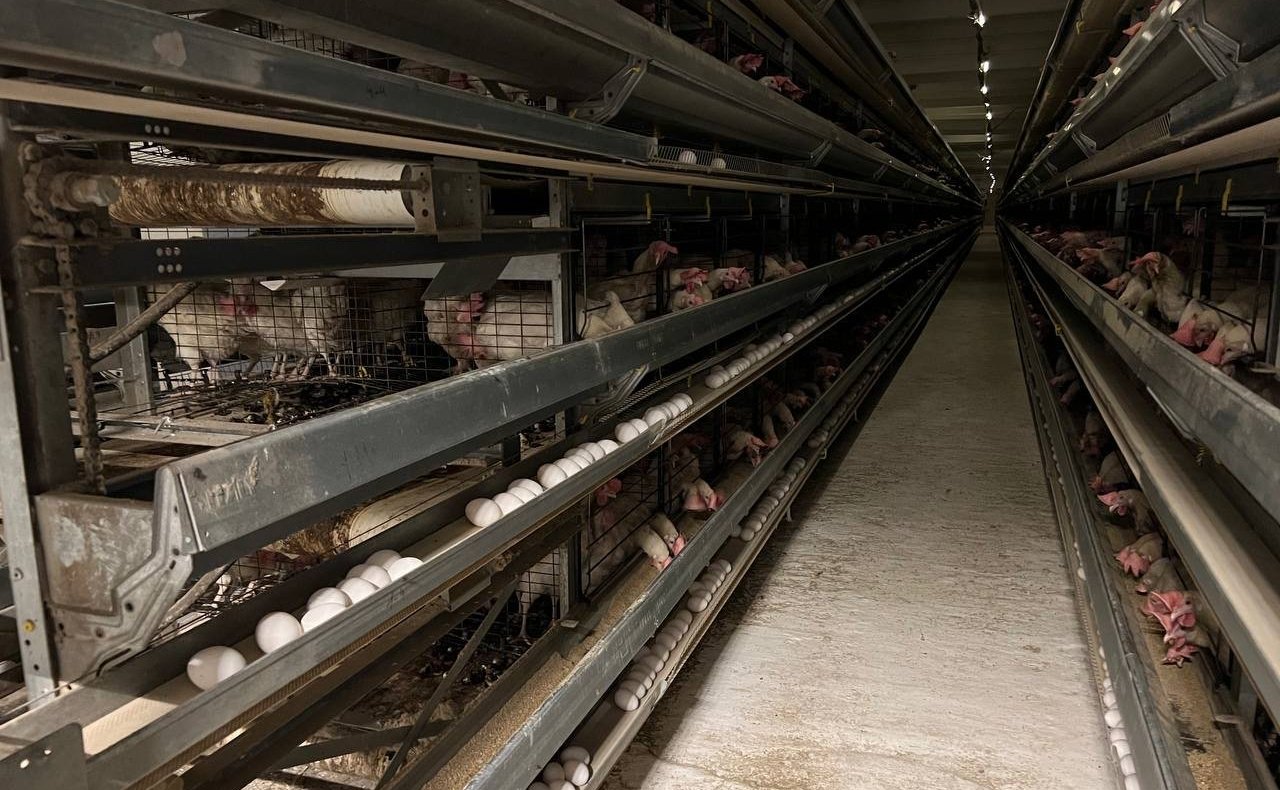 Айрат Гибатдинов в ходе поездки в регион посетил предприятия агропромышленного комплекса в Вешкаймском районе