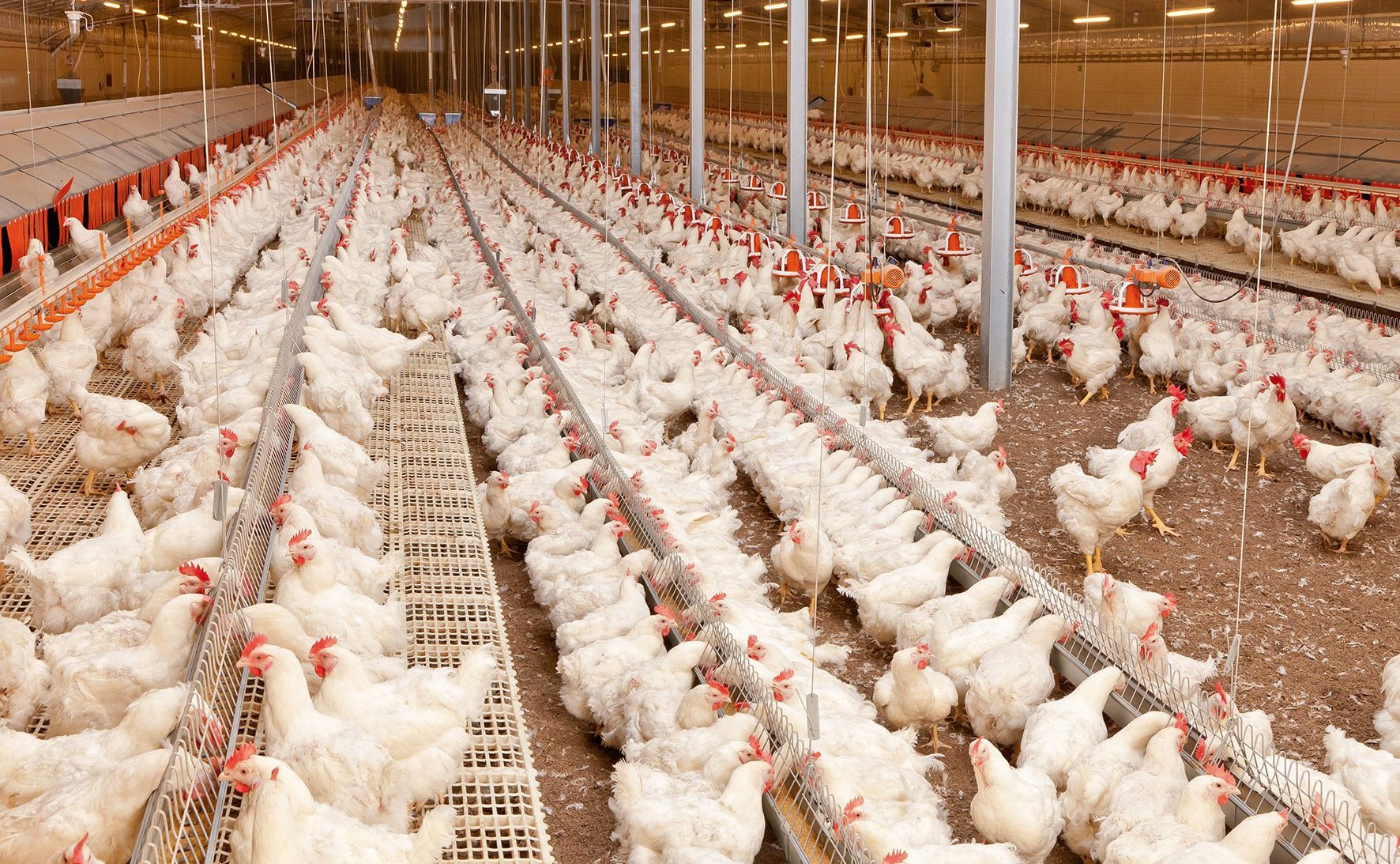 Сергей Рябухин в ходе рабочей поездки в регион проконтролировал ход реализации нового инвестиционного проекта — реконструкции птицефабрики по выращиванию бройлеров