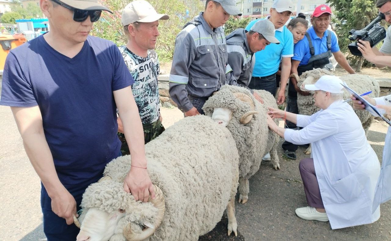 Баир Жамсуев посетил второй этап Российской выставки племенных овец и коз в Чите