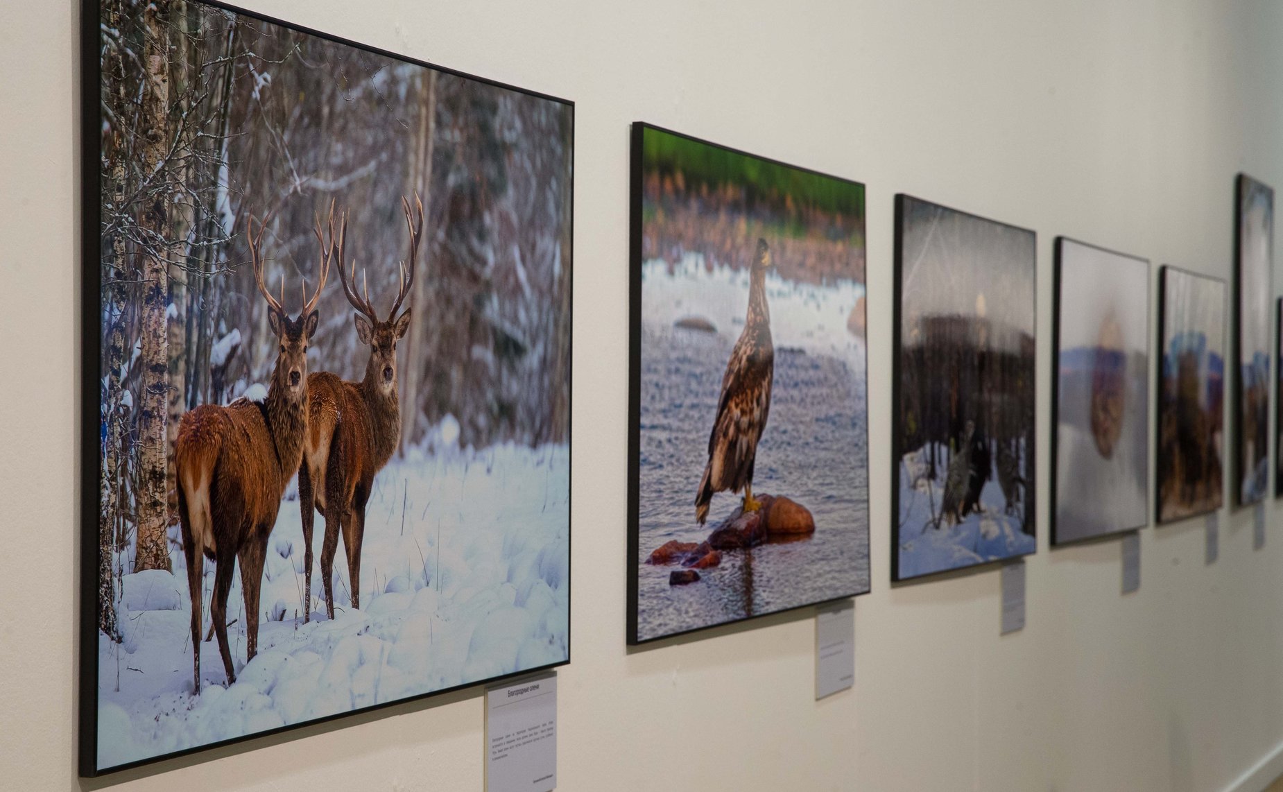 Экспонаты V общероссийского фестиваля «Первозданная Россия»