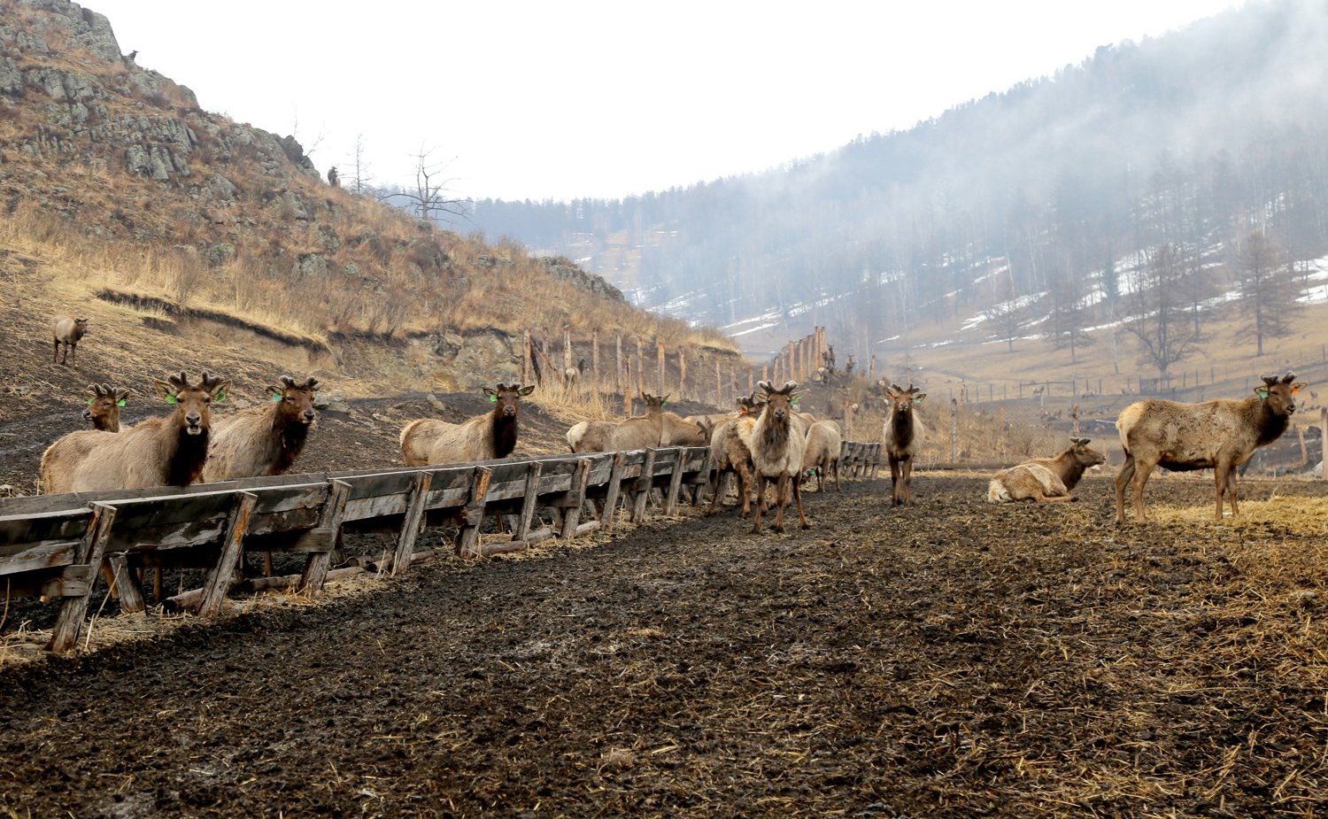 Татьяна Гигель в ходе рабочей командировки по региону побывала в мараловодческом хозяйстве ООО «Марал Толусома» Шебалинского района