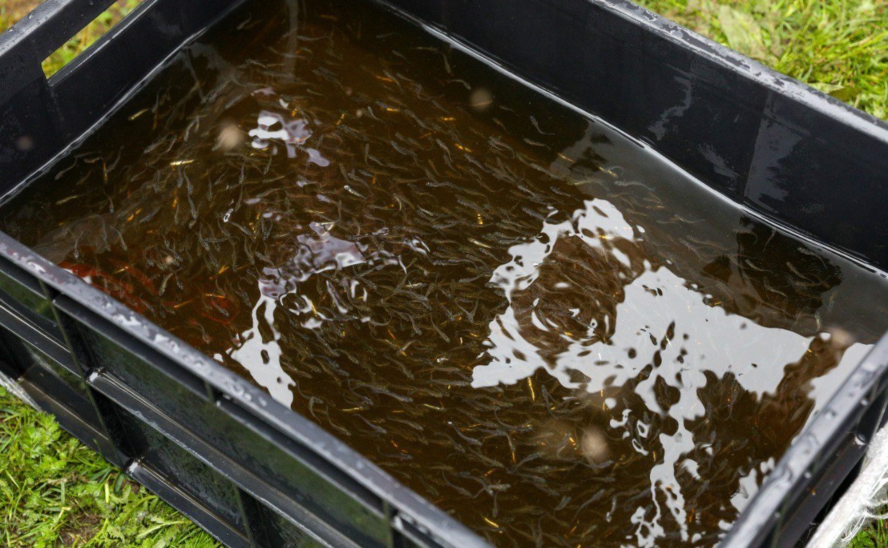 Денис Гусев принял участие в работе VIII Международного рыбопромышленного форума в Санкт-Петербурге