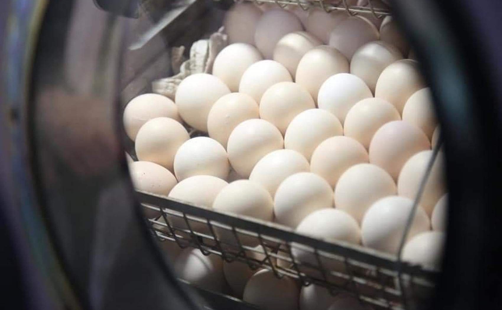 Сергей Рябухин в ходе рабочей поездки в регион проконтролировал ход реализации нового инвестиционного проекта — реконструкции птицефабрики по выращиванию бройлеров