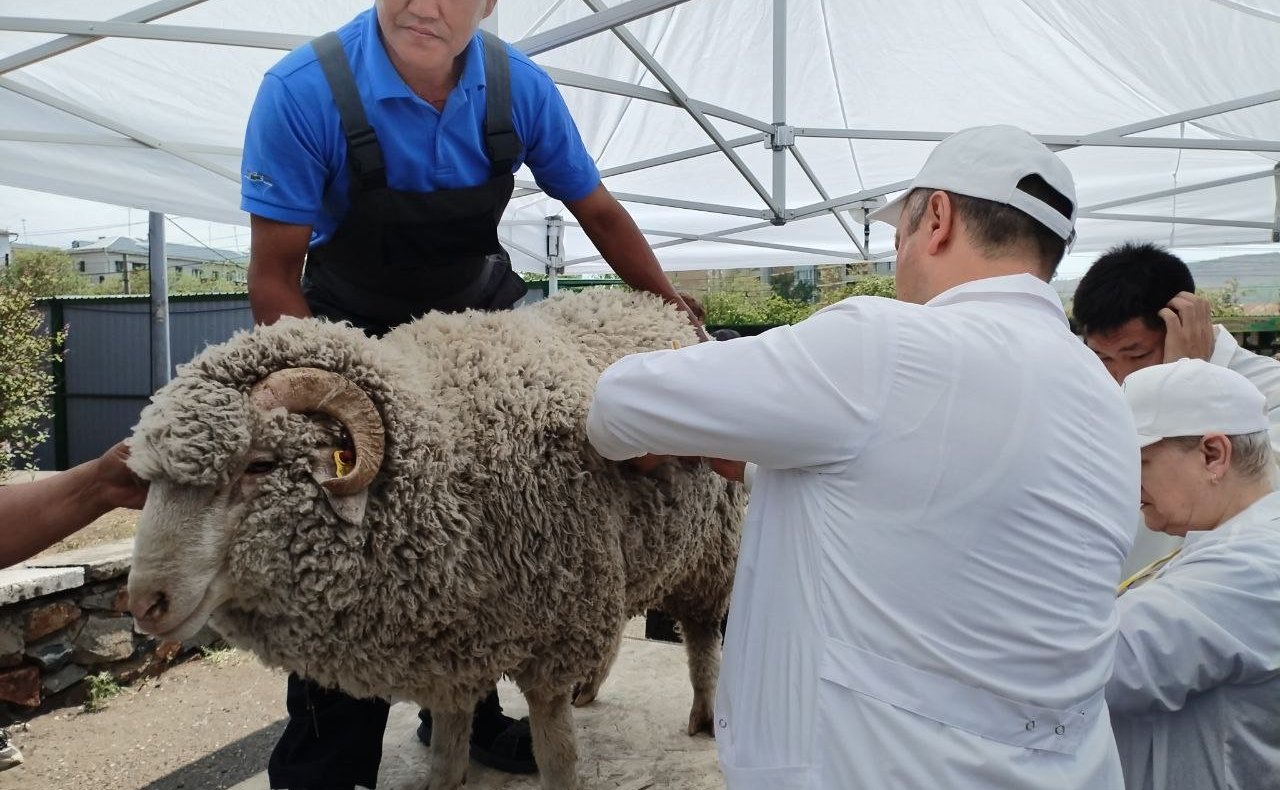 Баир Жамсуев посетил второй этап Российской выставки племенных овец и коз в Чите