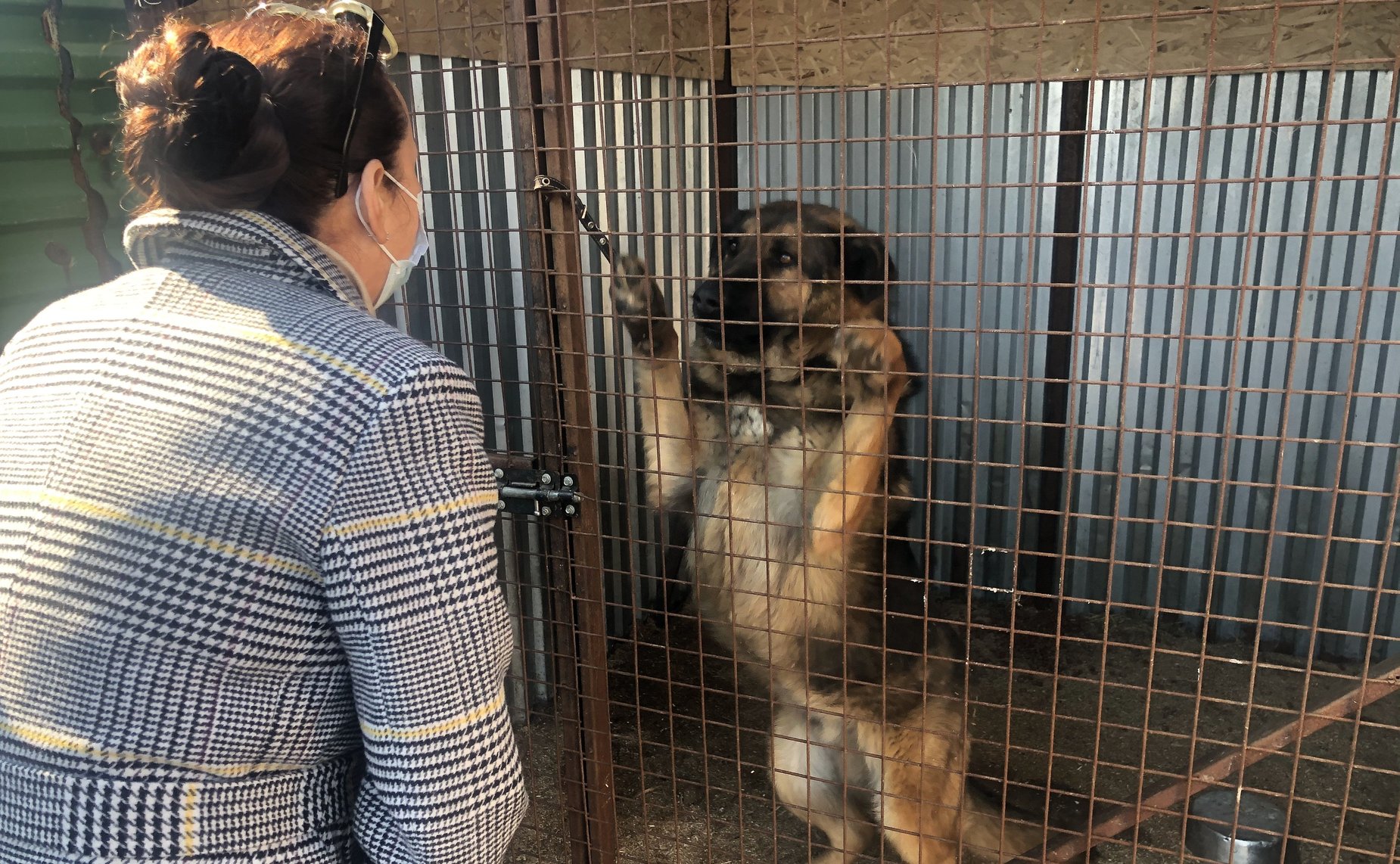 Ирина Петина в ходе поездки в регион посетила две площадки городской службы по контролю за безнадзорными животными и несколько приютов