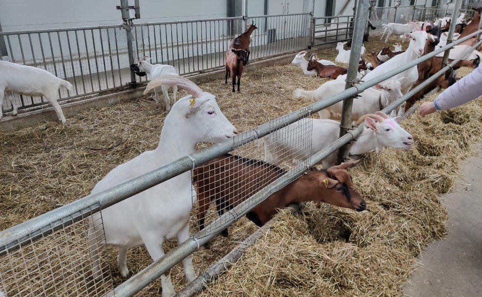 Сергей Белоусов в рамках деятельности рабочей группы по мониторингу реализации закона об органической продукции посетил многопрофильное органическое хозяйство в селе Шульгино Московской области