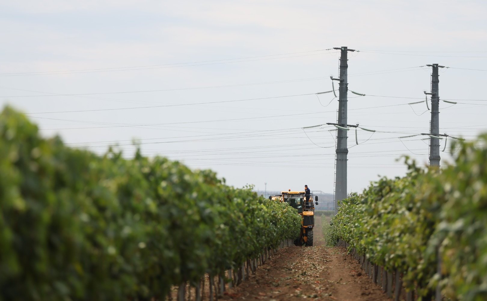 Алексей Кондратенко побывал на одном из крупнейших предприятий – агрофирме «Южной» в Таманском сельском поселении и принял участие в совещании, посвященном развитию виноградарства и виноделия как ключевой отрасли для экономики Краснодарского края
