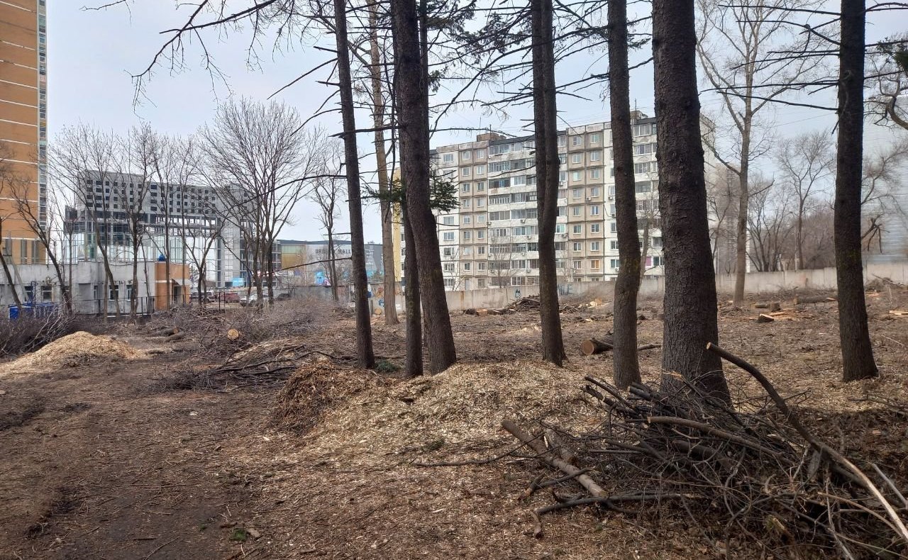 Хабаровчане обратились к Сергею Безденежных с просьбой остановить вырубку городского парка