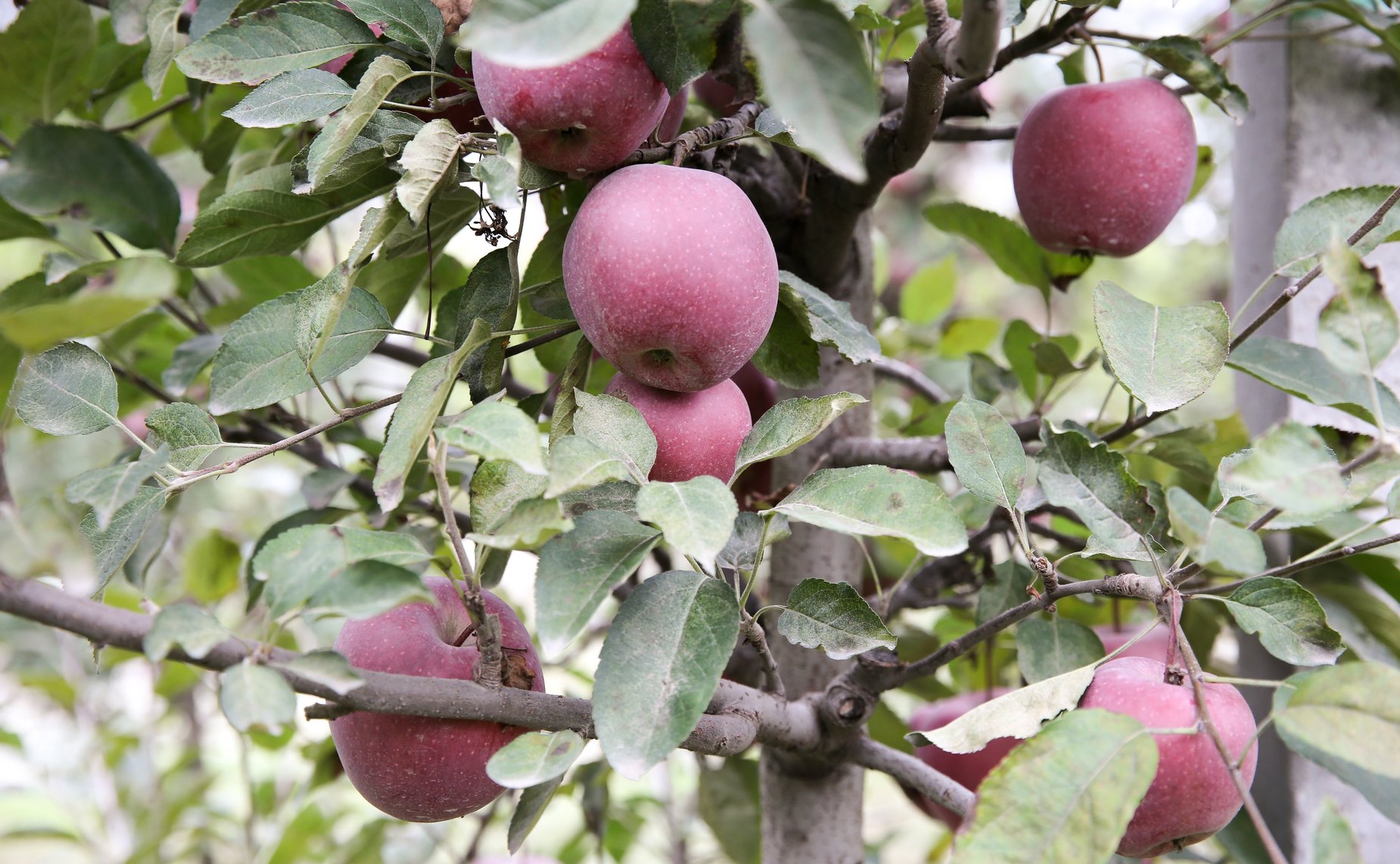 Члены Комитета СФ посетили сельскохозяйственные предприятия –тепличный комплекс и компанию, специализирующуюся на выращивании яблок