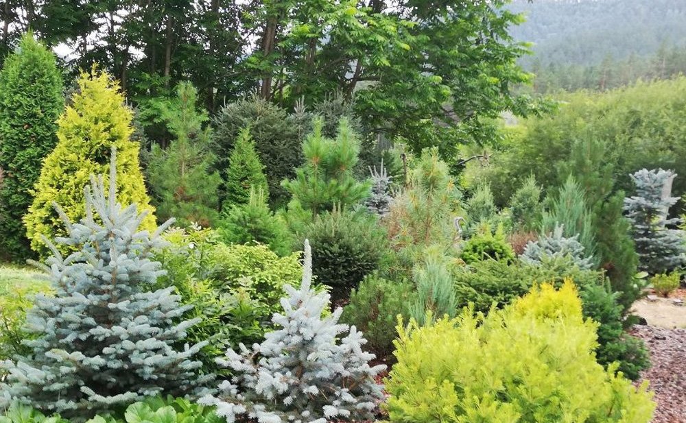 Татьяна Гигель в ходе рабочей командировки по региону побывала в республиканском ботаническом саду – филиале ЦСБС СО РАН