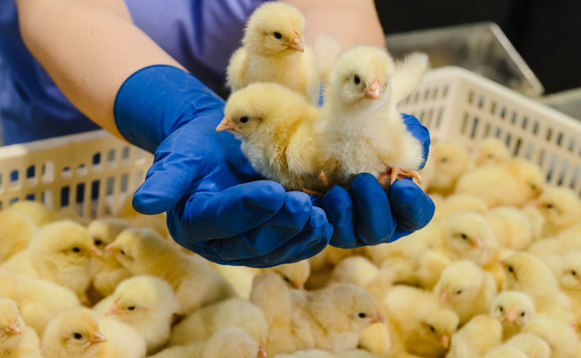 Сергей Мартынов отметил важность развития предприятий регионального агропрома