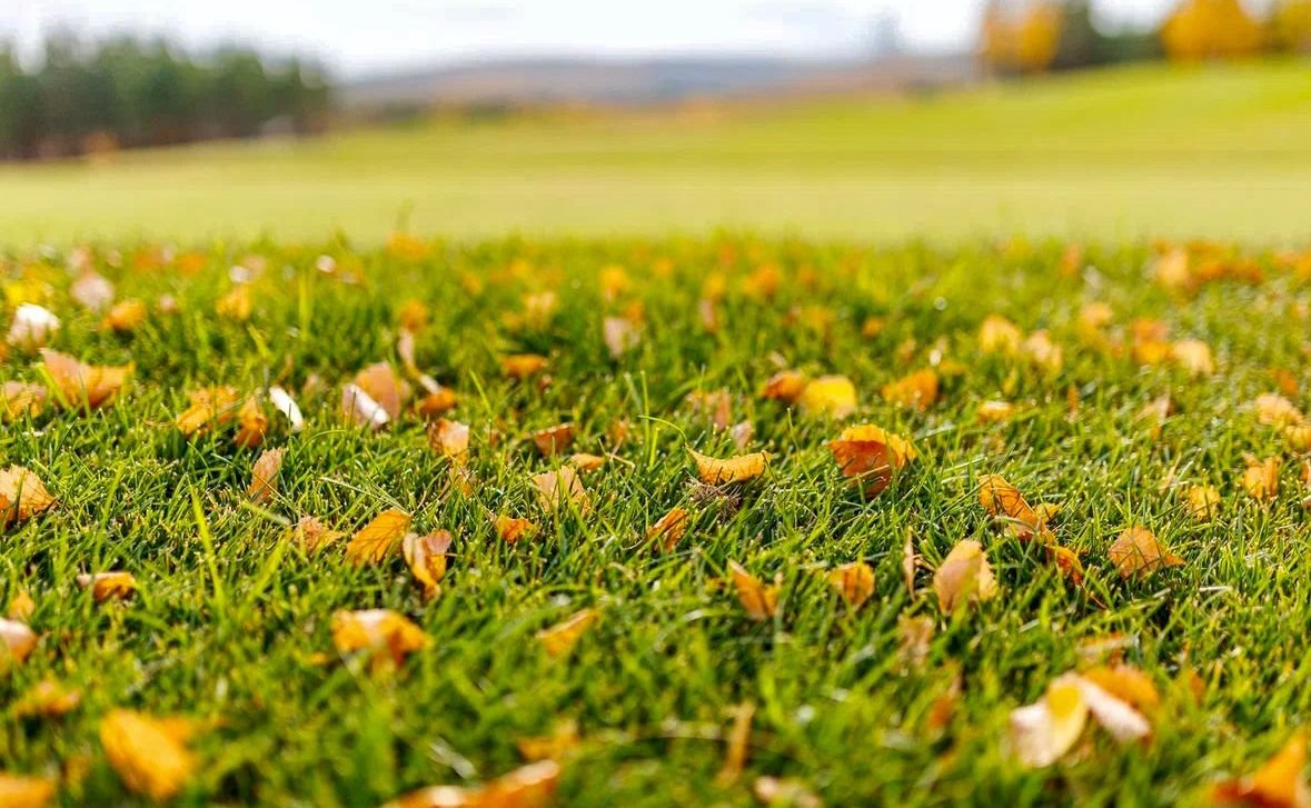 Александр Усс принял участие в высадке деревьев в экопарке «Юдинская долина»