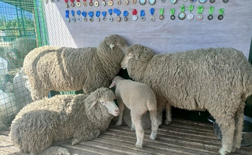 Баир Жамсуев посетил второй этап Российской выставки племенных овец и коз в Чите