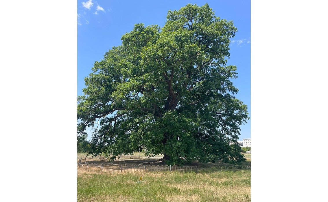 Подведены итоги ежегодного всероссийского голосования, в котором оценивались уникальные деревья – природные памятники, внесенные в Национальный реестр старовозрастных деревьев России