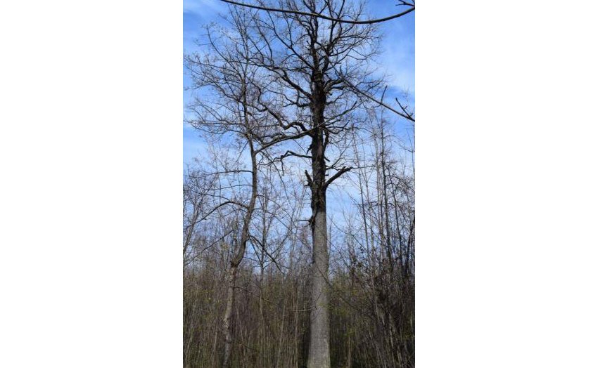 Подведены итоги ежегодного всероссийского голосования, в котором оценивались уникальные деревья – природные памятники, внесенные в Национальный реестр старовозрастных деревьев России