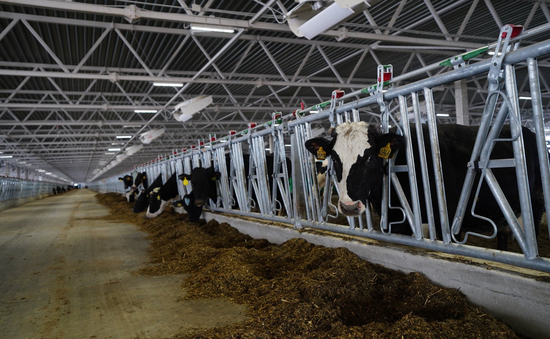 Сергей Березкин принял участие в церемонии открытия нового животноводческого комплекса «Красный маяк», расположенного в Ростовском районе