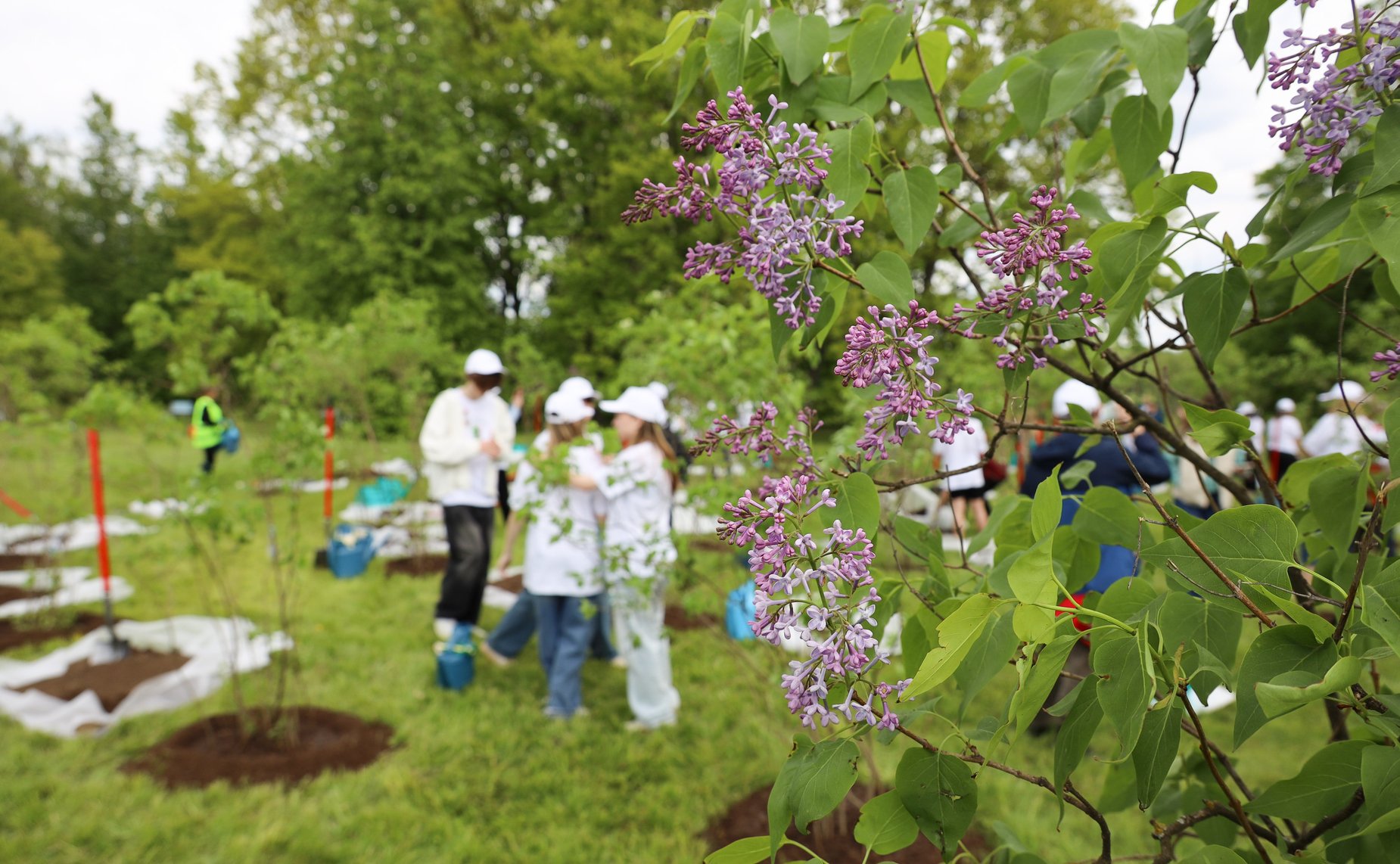 В Год защитника Отечества и 80-летия Победы в Великой Отечественной войне 1941–1945 годов сенаторы РФ и сотрудники Аппарата СФ провели акцию «Сад Памяти» — высадили 250 кустов сирени в музее-заповеднике «Горки Ленинские»