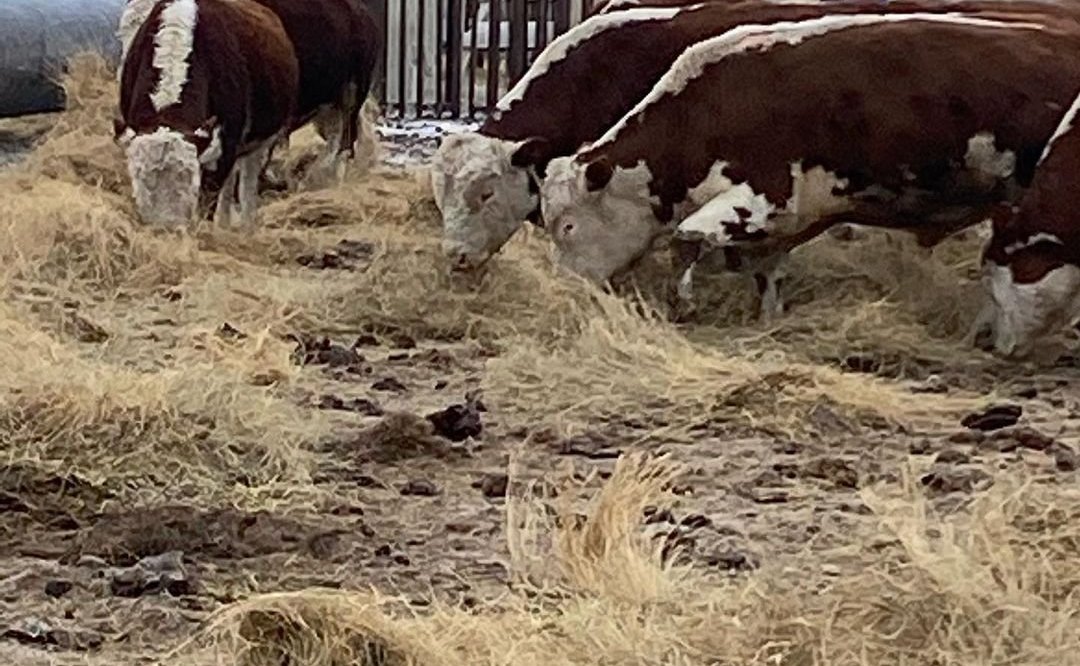 Олег Алексеев в ходе работы в регионе посетил два крестьянско-фермерских хозяйства Александрово-Гайского района