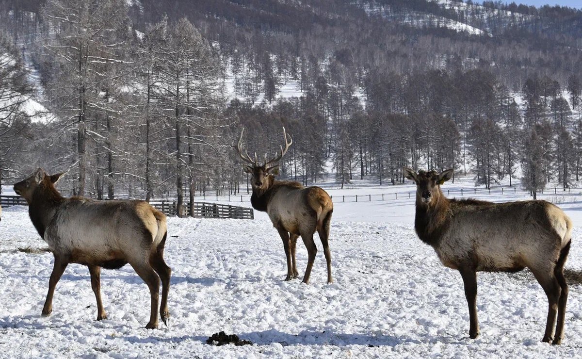 Татьяна Гигель побывала в СПК «Нижне-Уймонский» Усть-Коксинского района Республика Алтай