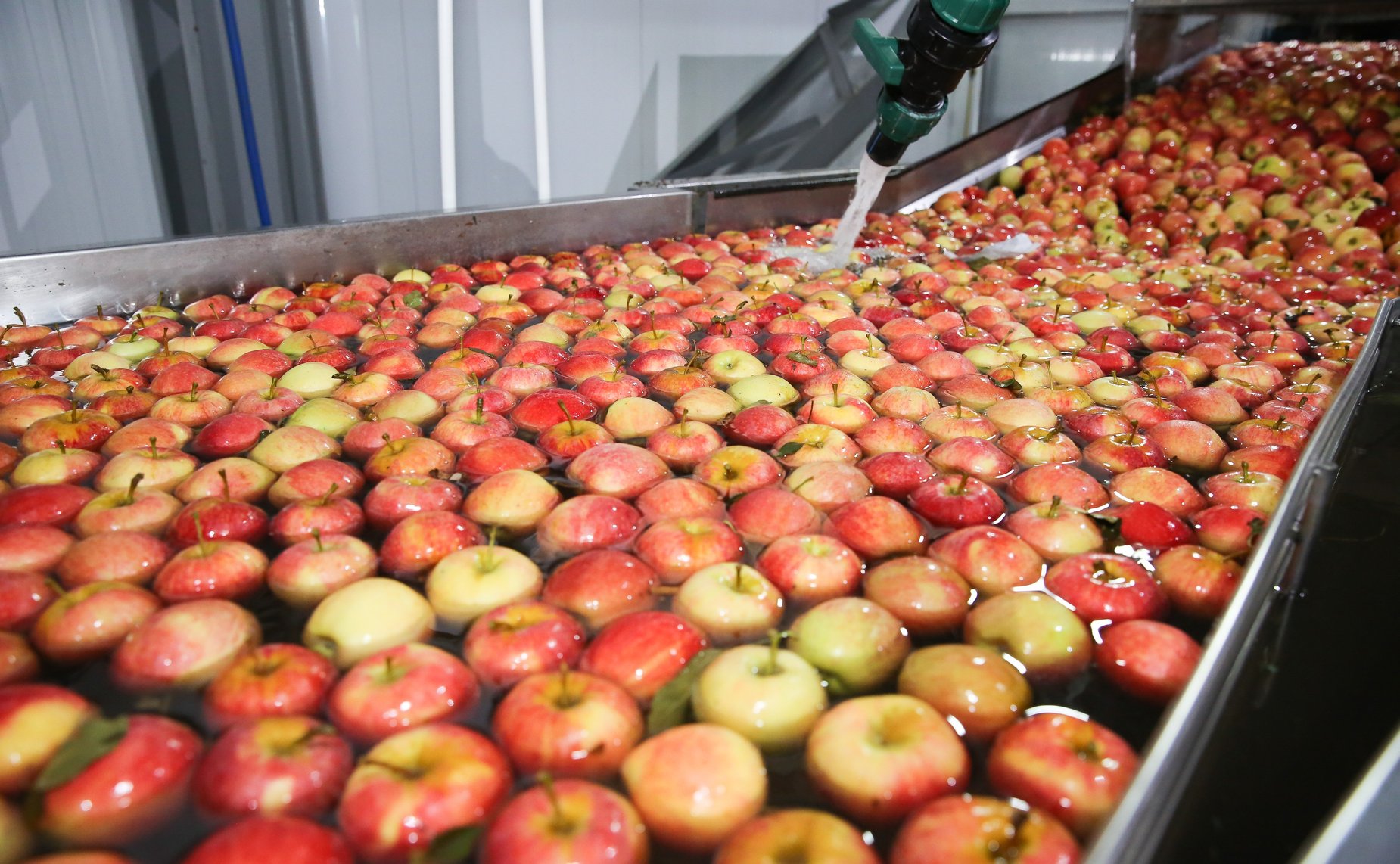 Члены Комитета СФ посетили сельскохозяйственные предприятия –тепличный комплекс и компанию, специализирующуюся на выращивании яблок