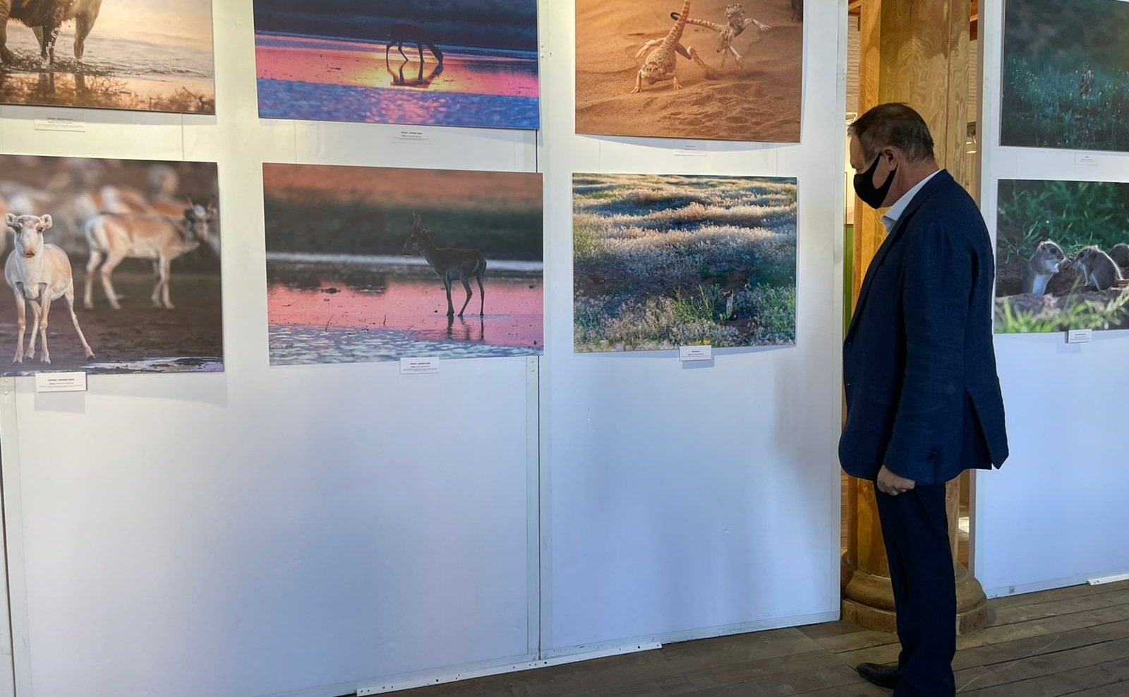 Фотовыставка «Сохраним сайгака вместе»