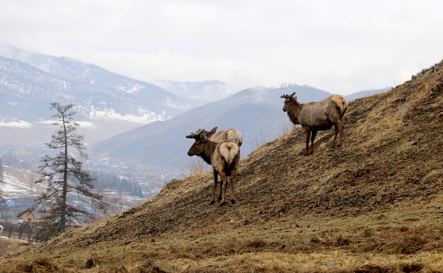 Татьяна Гигель в ходе рабочей командировки по региону побывала в мараловодческом хозяйстве ООО «Марал Толусома» Шебалинского района