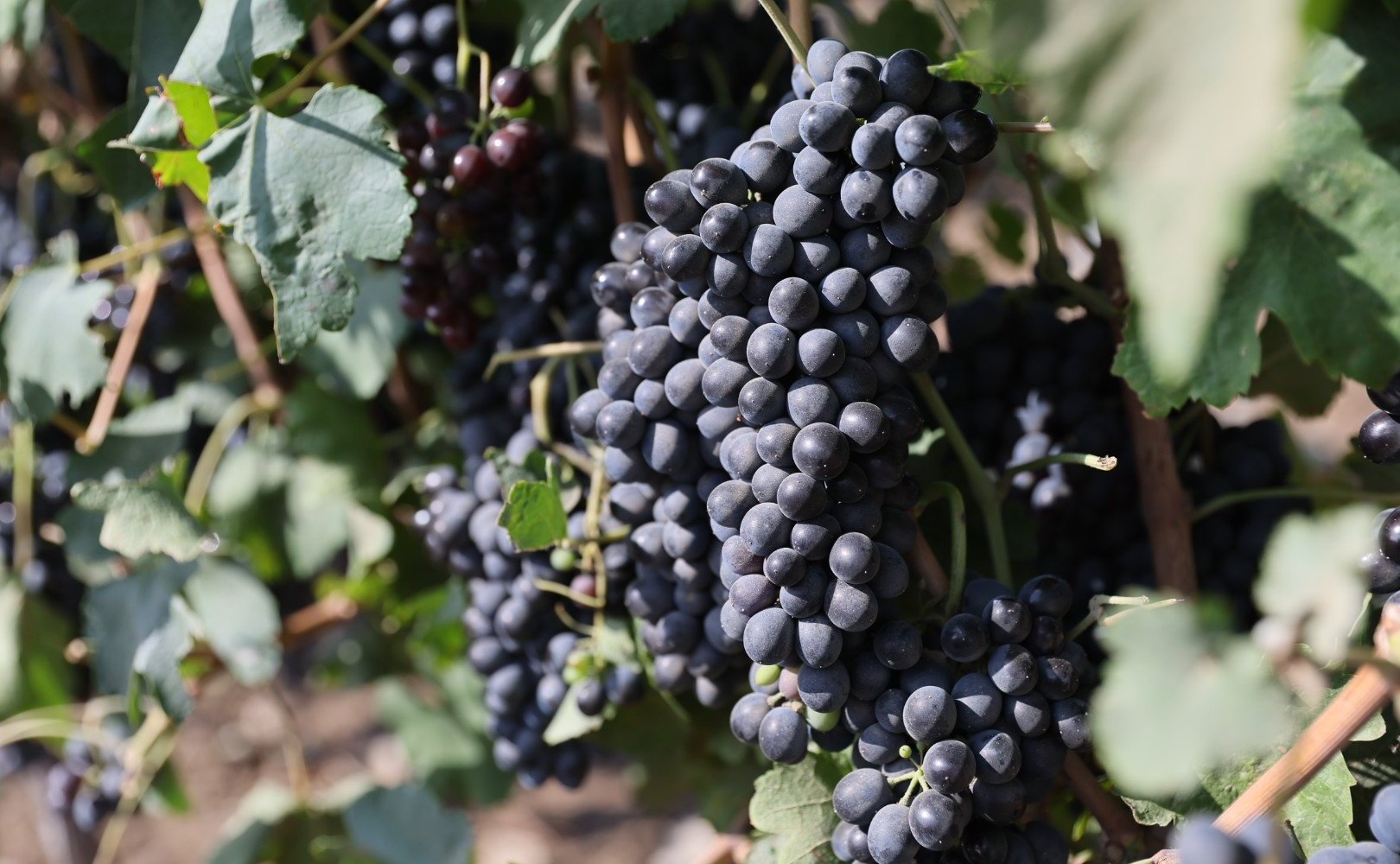 Алексей Кондратенко побывал на одном из крупнейших предприятий – агрофирме «Южной» в Таманском сельском поселении и принял участие в совещании, посвященном развитию виноградарства и виноделия как ключевой отрасли для экономики Краснодарского края