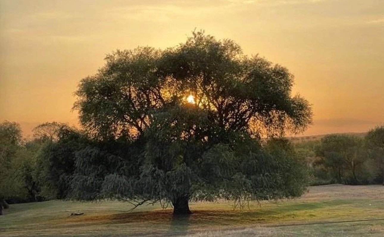 Подведены итоги ежегодного всероссийского голосования, в котором оценивались уникальные деревья – природные памятники, внесенные в Национальный реестр старовозрастных деревьев России