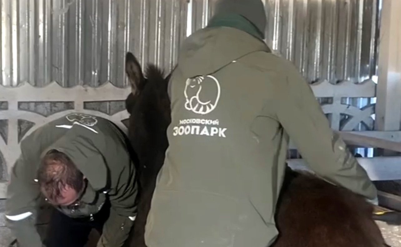 Игорь Кастюкевич пригласил столичных специалистов, чтобы помочь животным зоопарка в Херсонской области, пострадавшим в результате шторма