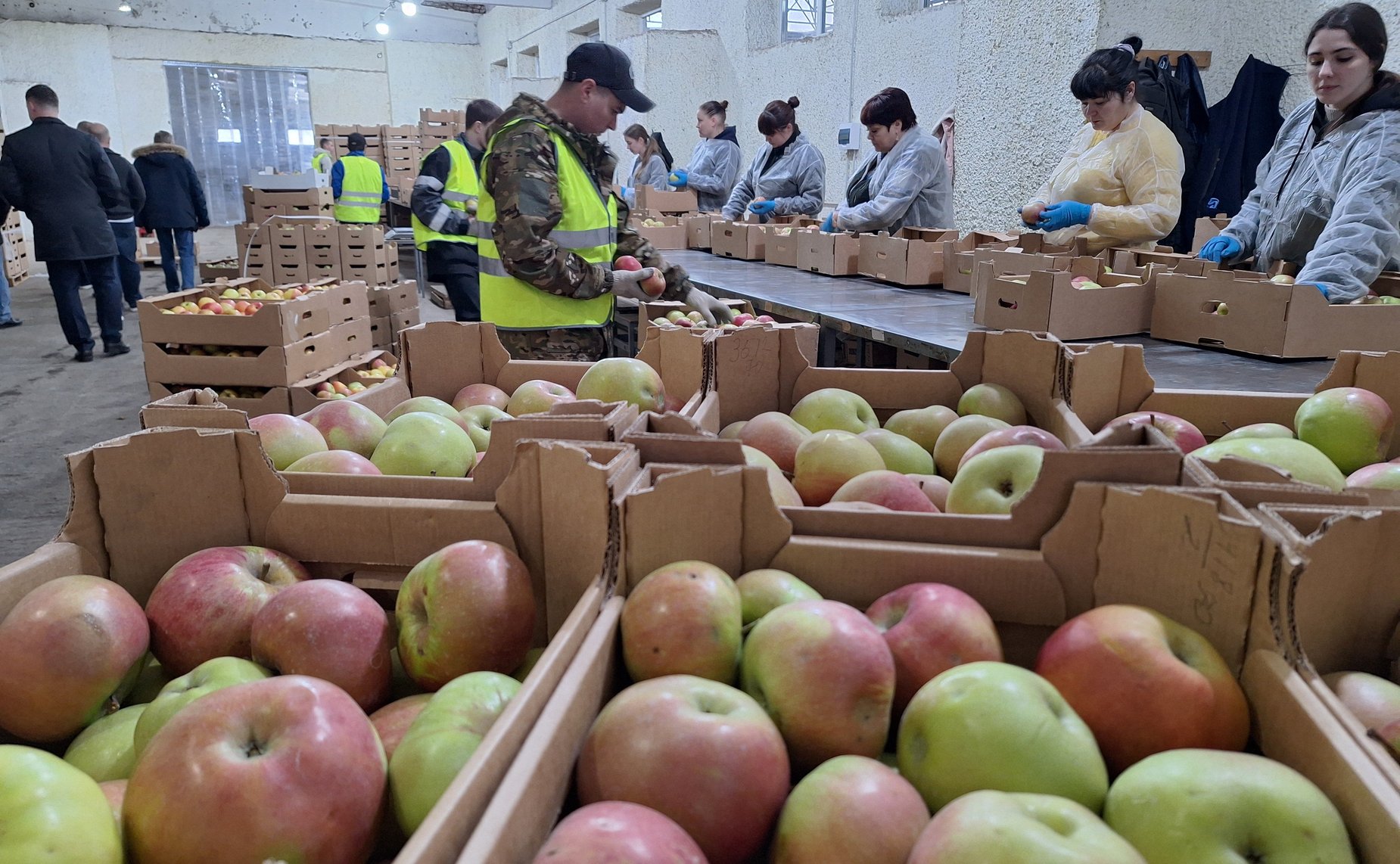 Алексей Кондратенко принял участие в открытии регионального агроагрегатора «Фруктовый сад»