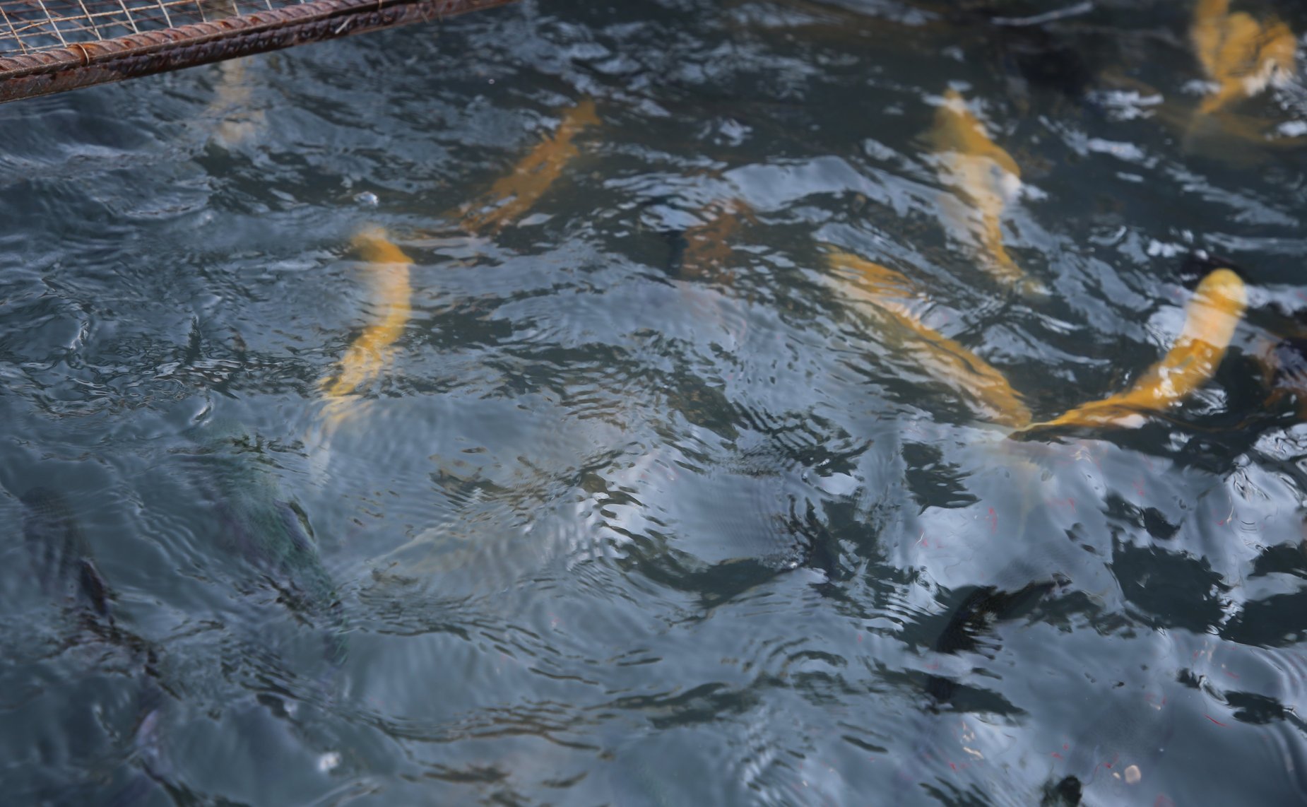 В Республике Дагестан открылось совместное выездное совещание Комитета СФ по федеративному устройству, региональной политике, местному самоуправлению и делам Севера совместно с Комитетом СФ по социальной политике