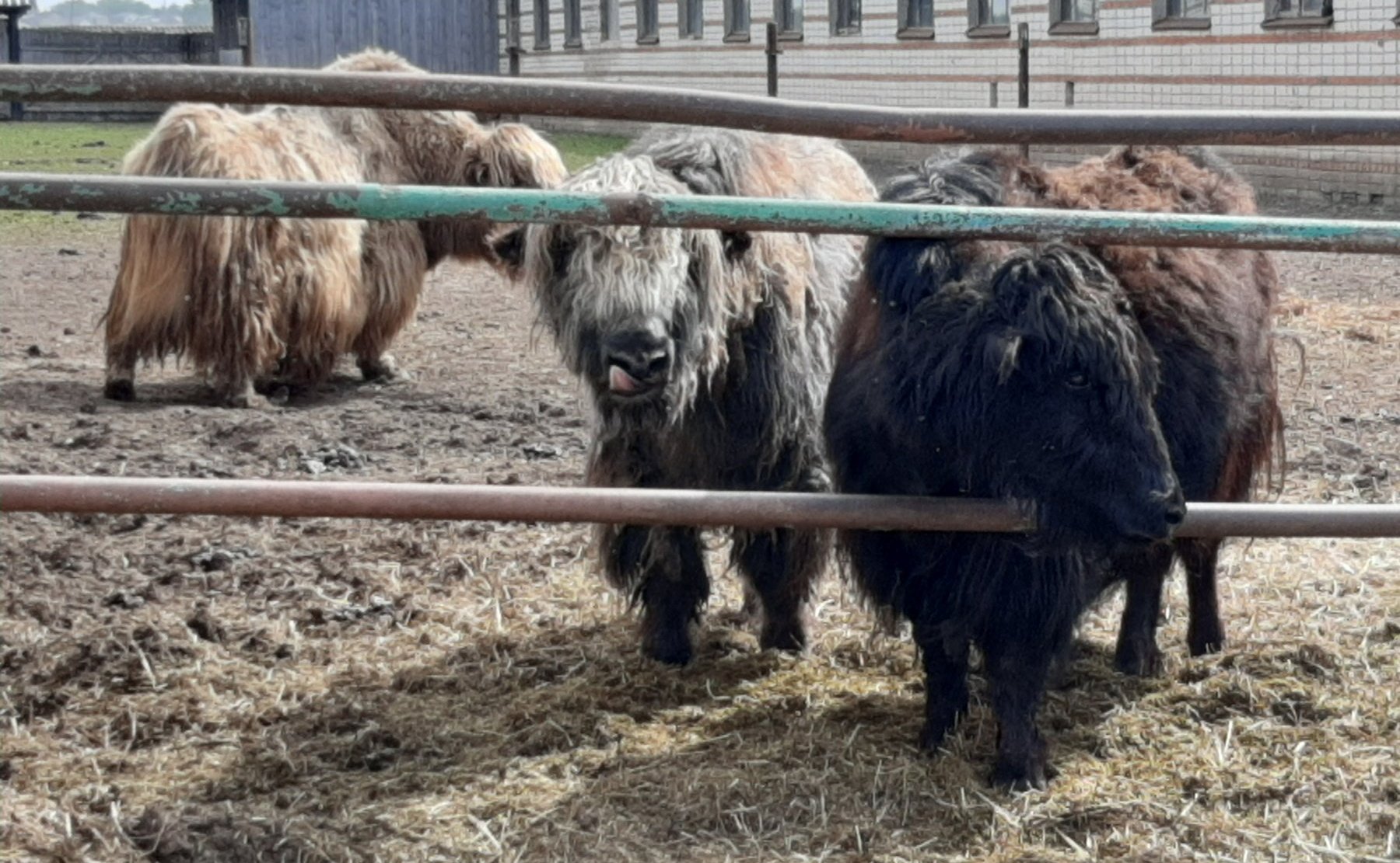 Сергей Мартынов ознакомился с работой одного из лидеров АПК Марий Эл