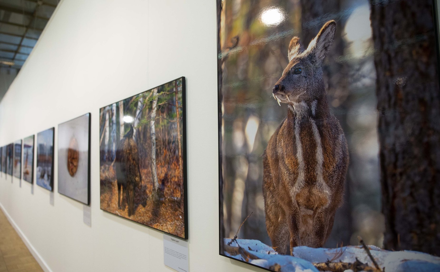 Экспонаты V общероссийского фестиваля «Первозданная Россия»