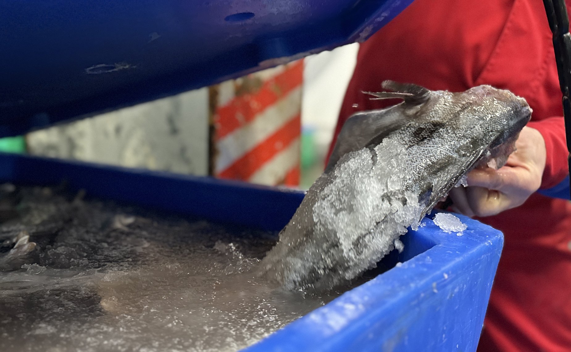 Елена Дягилева посетила одну из рыбных компаний — береговое перерабатывающее производство