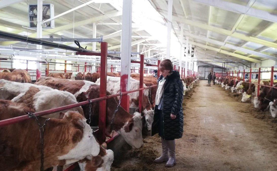 Татьяна Гигель в ходе рабочей командировки по региону побывала на новой ферме в селе Гусевка Чойского района