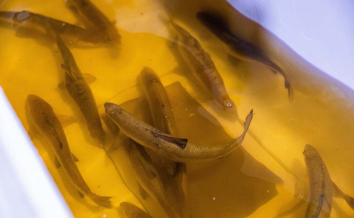 Денис Гусев принял участие в работе VIII Международного рыбопромышленного форума в Санкт-Петербурге