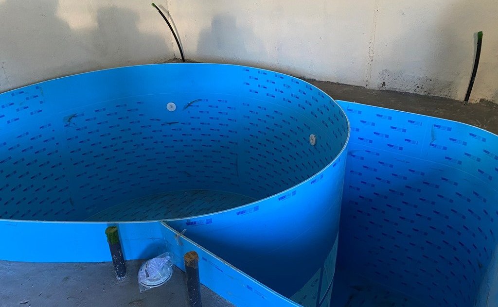 На территории Энгельсского района реализуется инвестиционный проект по инкубации и выращиванию радужной форели в установках замкнутого водоснабжения