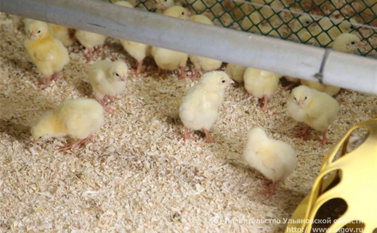 Сергей Рябухин в ходе рабочей поездки в регион проконтролировал ход реализации нового инвестиционного проекта — реконструкции птицефабрики по выращиванию бройлеров