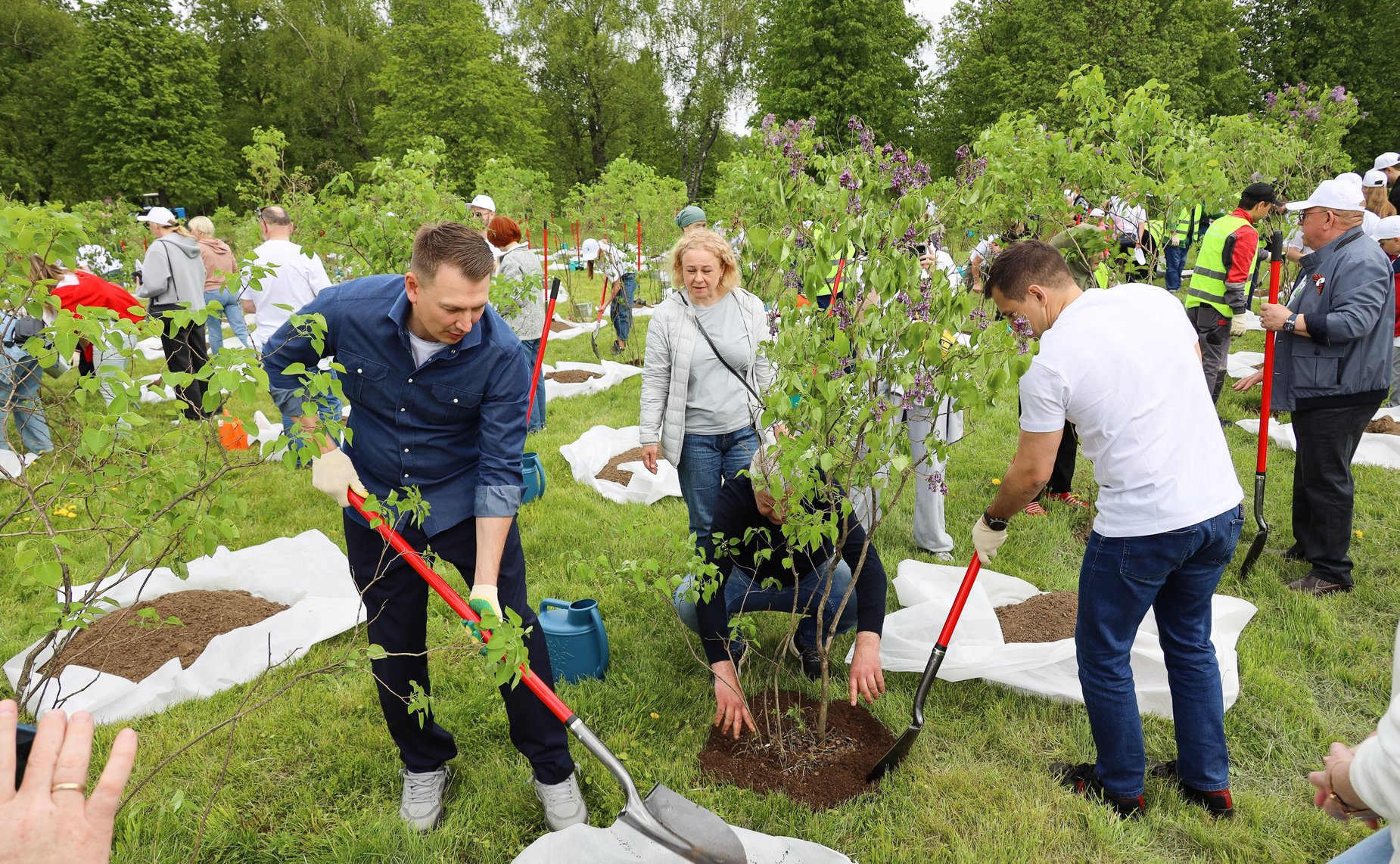 В Год защитника Отечества и 80-летия Победы в Великой Отечественной войне 1941–1945 годов сенаторы РФ и сотрудники Аппарата СФ провели акцию «Сад Памяти» — высадили 250 кустов сирени в музее-заповеднике «Горки Ленинские»